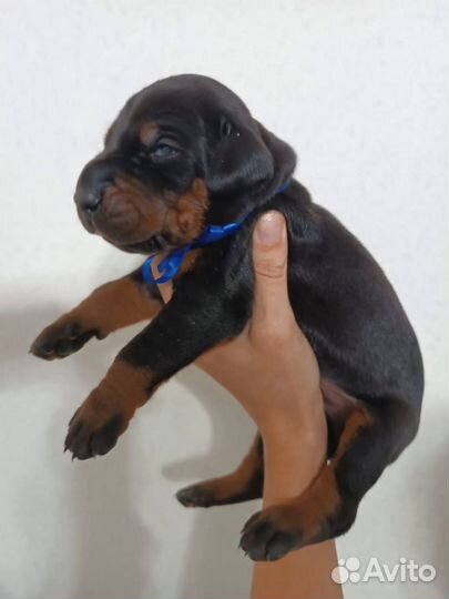 Настоящие Доберманы