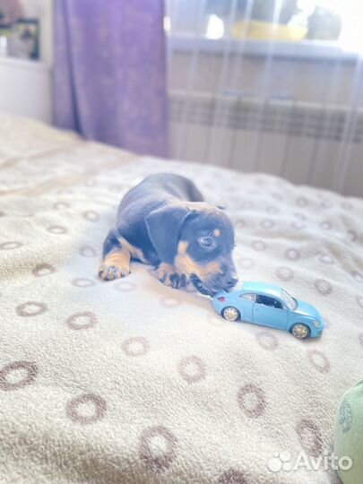 Щенки таксы