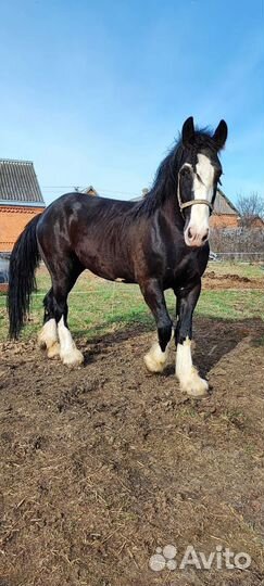 Случка, продажа лошадей