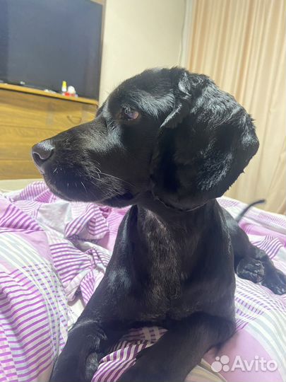 Кокер спаниель вязка