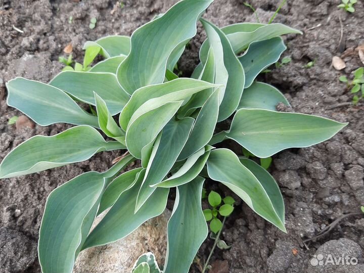 Хоста Гейхера Брунера Дицентра Гипсофила