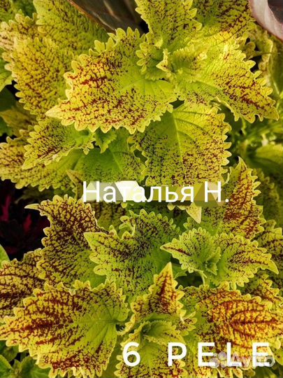 Колеусы вегетативные