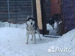 Сибирский хаски