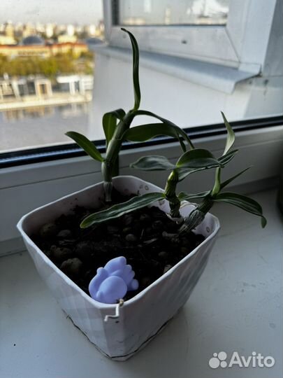 Орхидея дендробиум