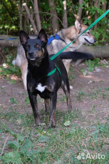 Собака в добрые руки отдам бесплатно