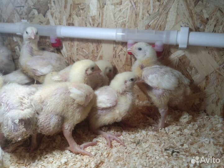 Суточные и подрощенные цыплята бройлеры росс 308