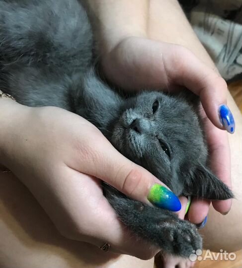 Котики бесплатно