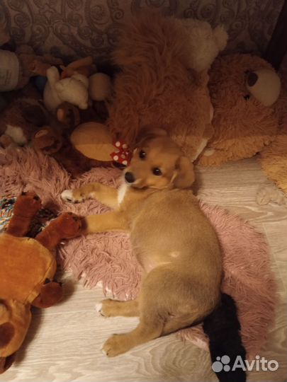 Собака в добрые руки щенок