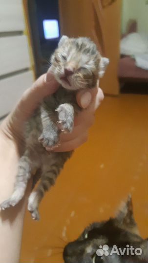 Британская кошка в дар