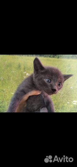 Котенок в дар бесплатно