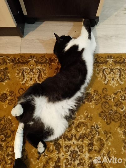 Котик в добрые руки
