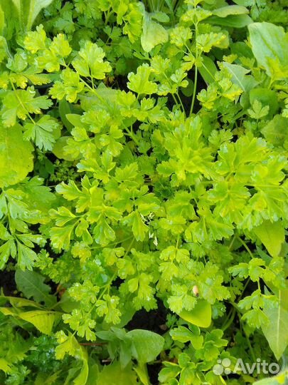 Петрушка, зелёный лук