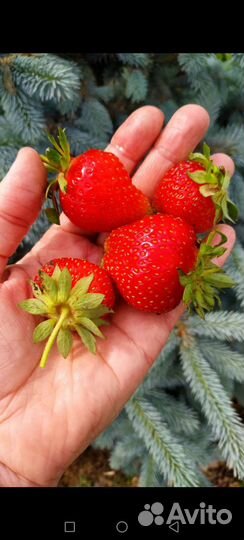 Земляника садовая. Клубника. Ремонтая