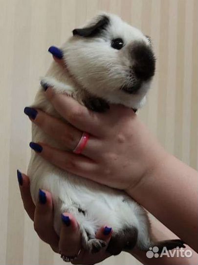 Морская свинка Вязка(Мальчик)