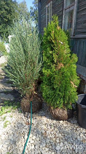 Туя, Сосна обыкновенная, Ель Сербская