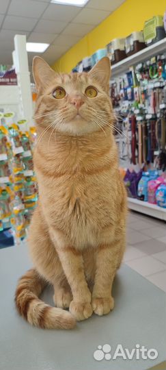 Кот в добрые руки