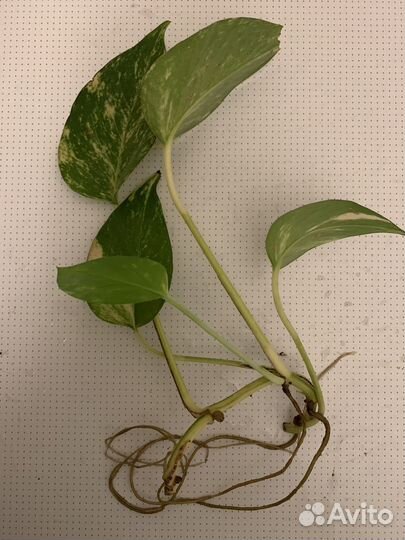 Сциндапсус