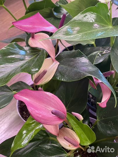 Антуриумы разных сортов