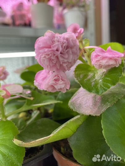 Бегония вечноцветущая махровая