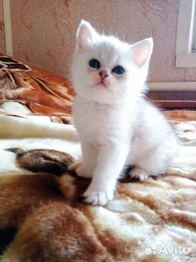 Британские котята