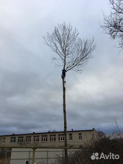 Спил опасного дерева
