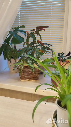 Бегония декоративно лиственная