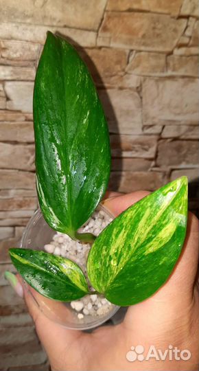 Филодендроны сортовые
