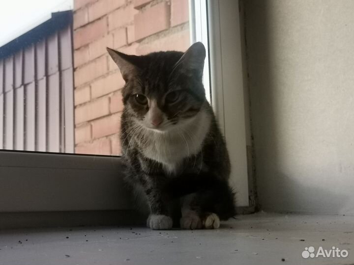 Кошка в дар