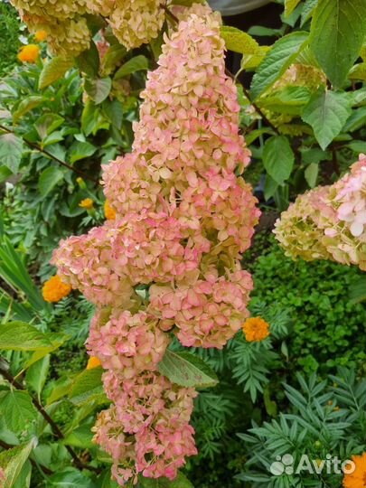 Гортензия саженцы