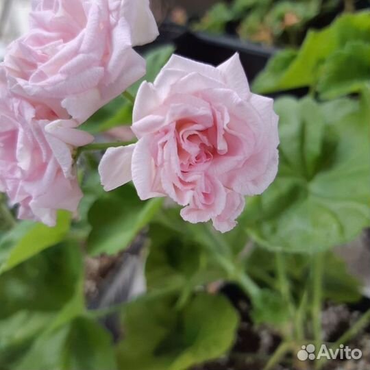 Герани сортовые