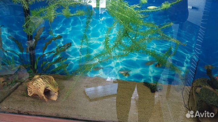 Аквариум juwel 240