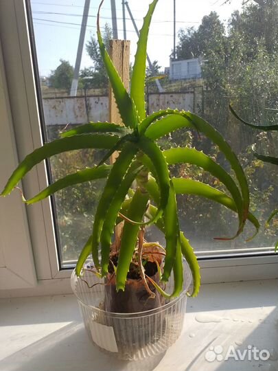 Продается столетник возраст растению 3 года