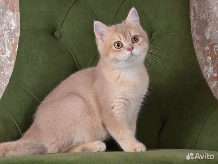 Британская шиншилла cy 11