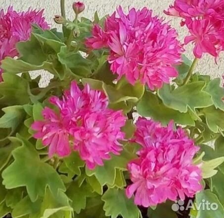 Пеларгония сортовая (Герань)