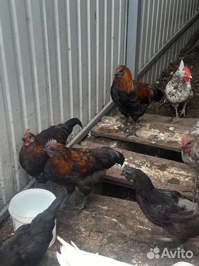 Молодые петухи