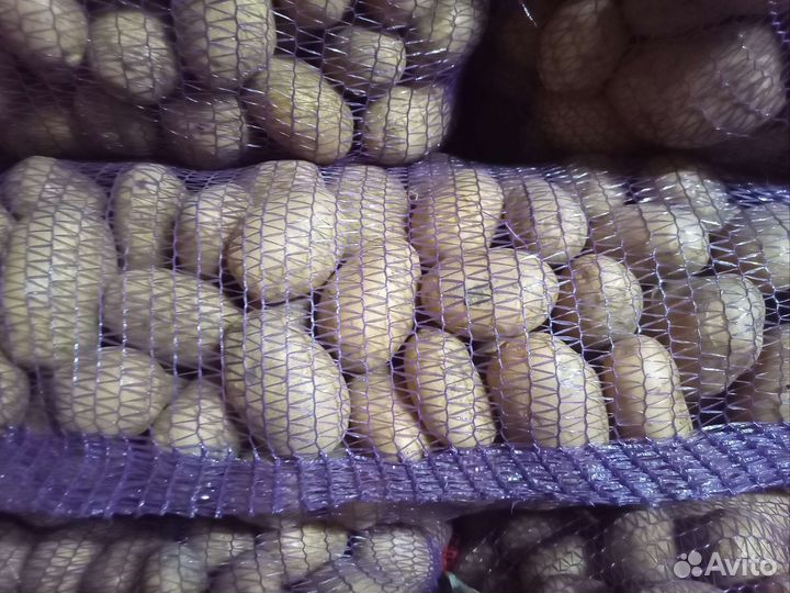 Продам картофель боровичок
