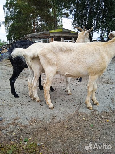Козы первокотки