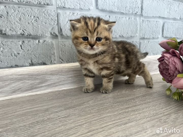 Шотландские котята
