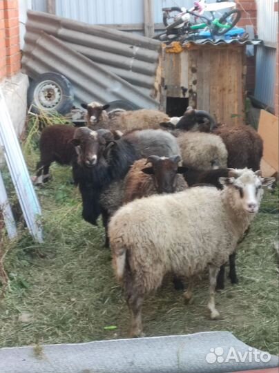 Овцы барашки