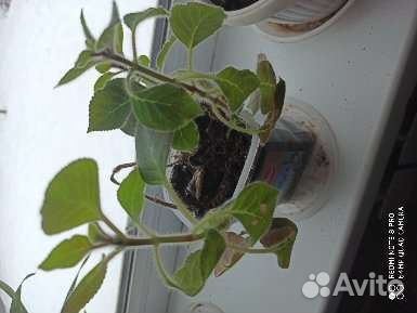 Комнатные цветы