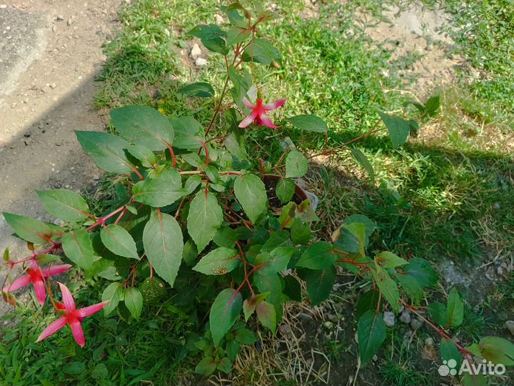Фуксия взрослые растения