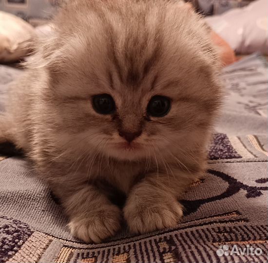 Продаются вислоухие котята