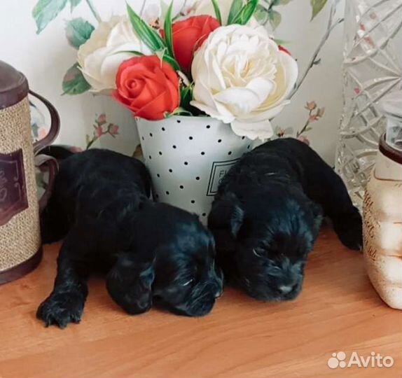 Спаниель щенки