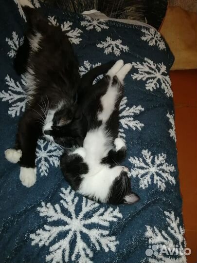 Кот и кошка