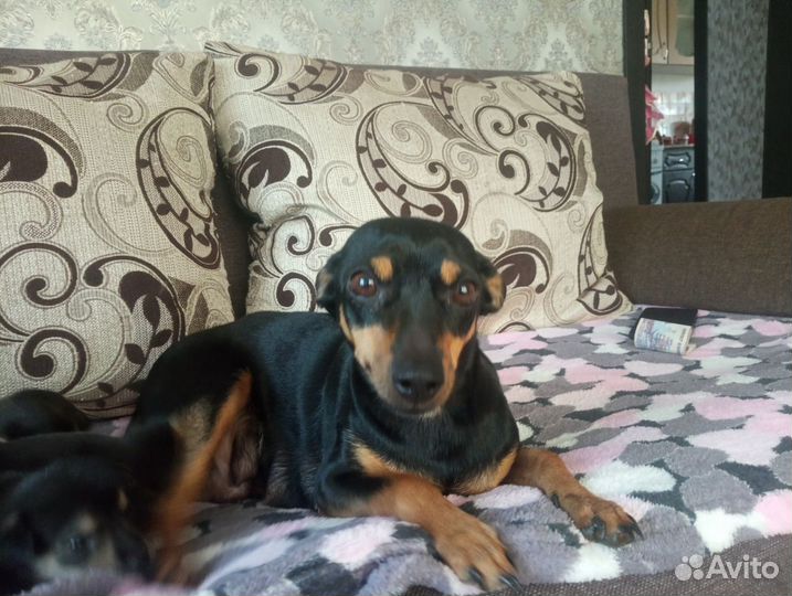 Той-терьер щенки