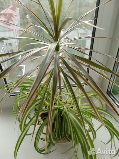 Комнатные цветы