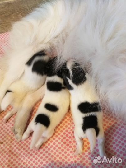 Щенки шпица