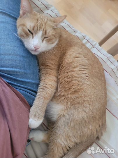 Котик в добрые руки