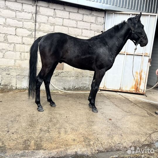 Кабардинский жеребец,3 года,необучен