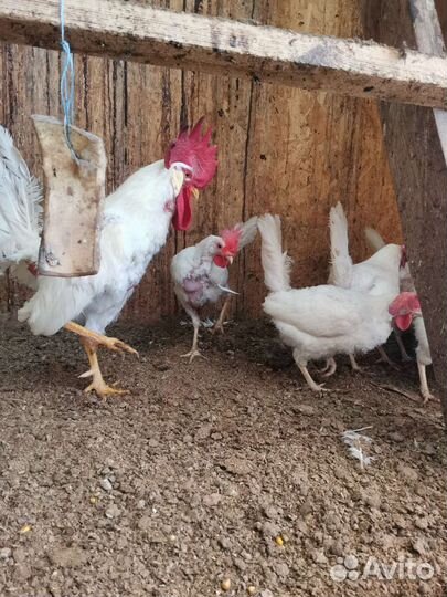 Леггорн стандарт (белый) ия, цыплята